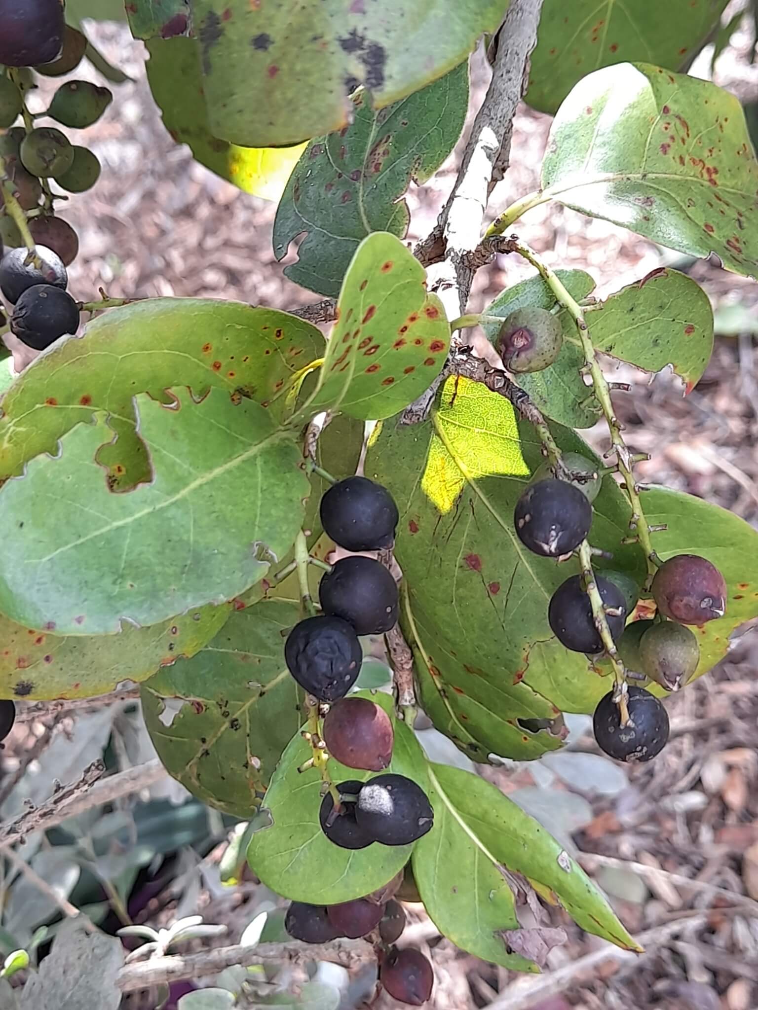 Coccoloba diversifolia